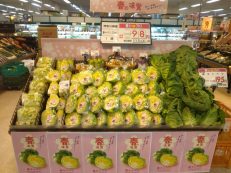 今が旬の春キャベツはいかがですか？