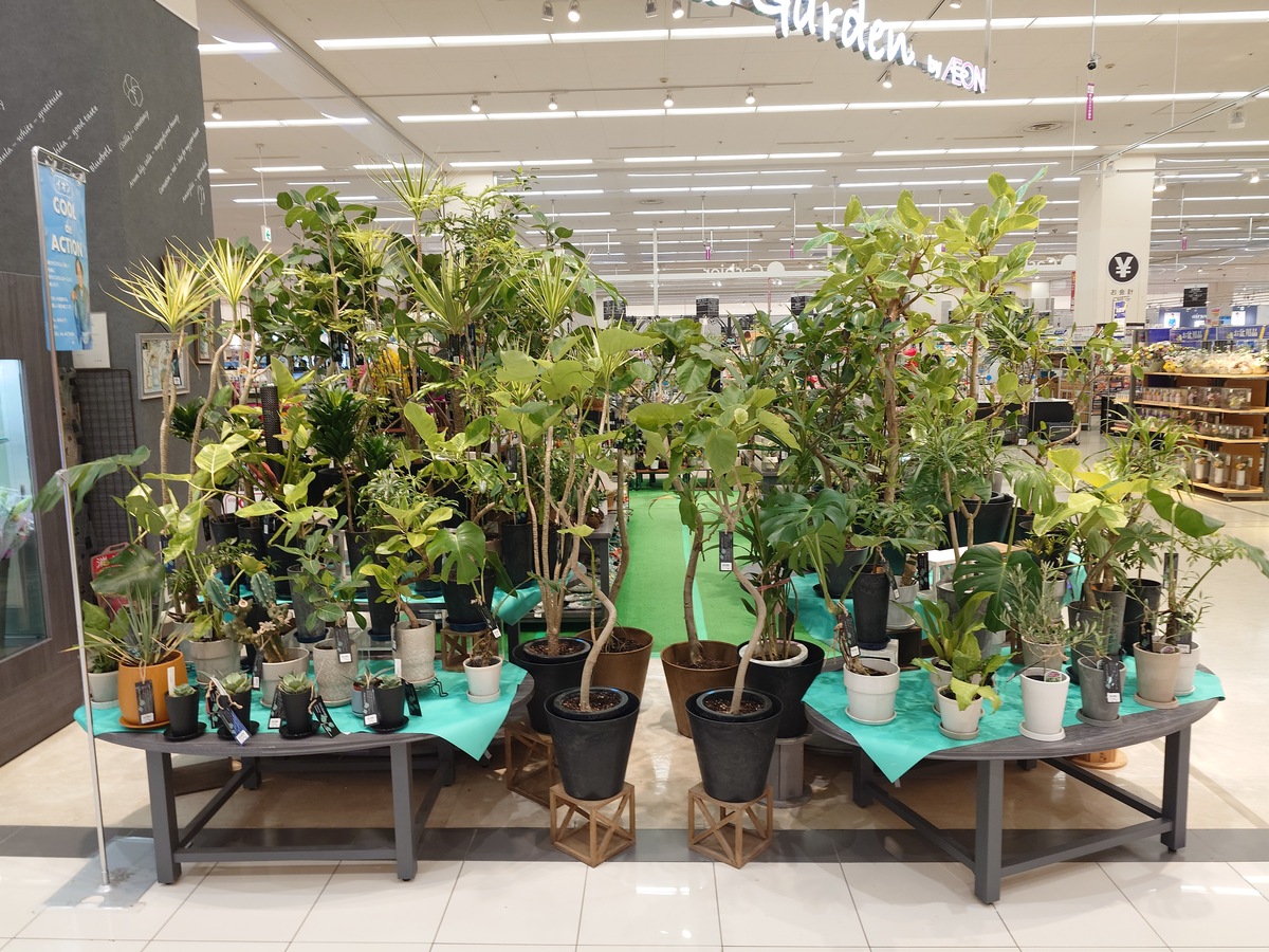 沖縄観葉植物フェアー開催中！！