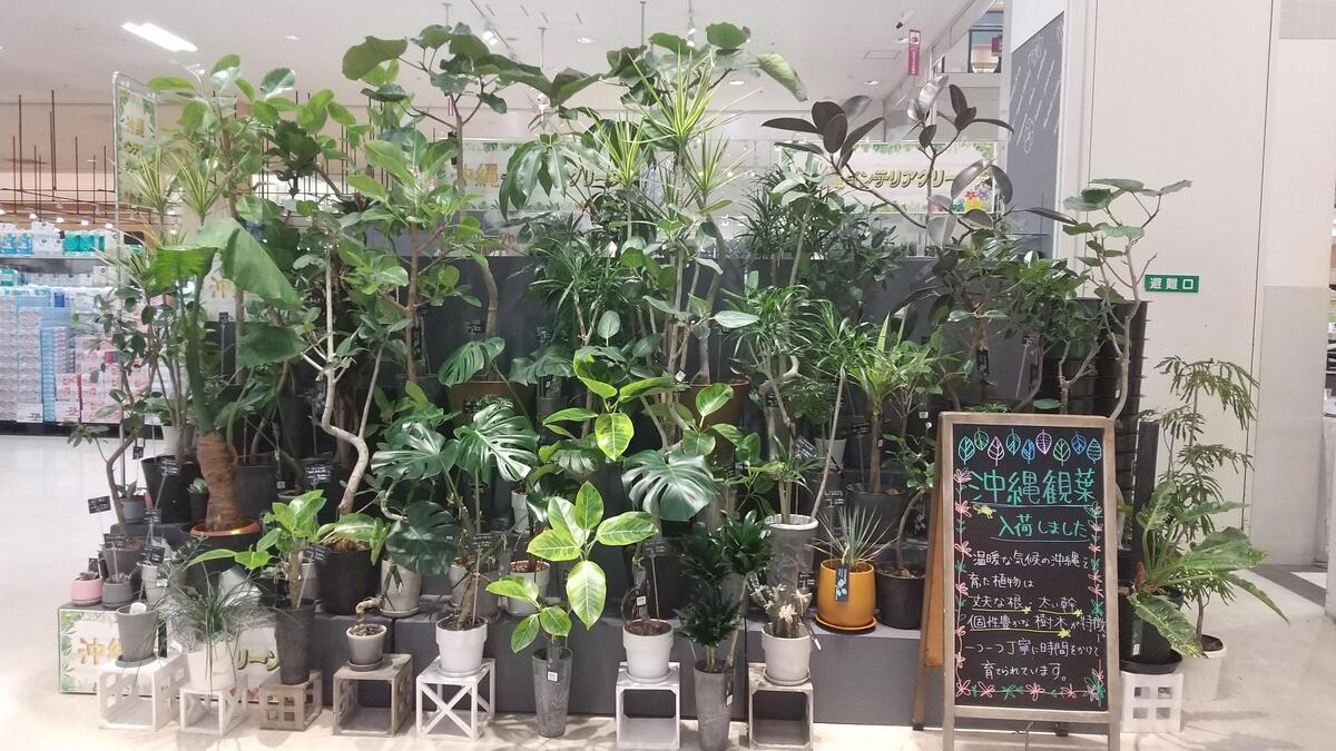 🍃沖縄観葉植物🍃入荷しました！
