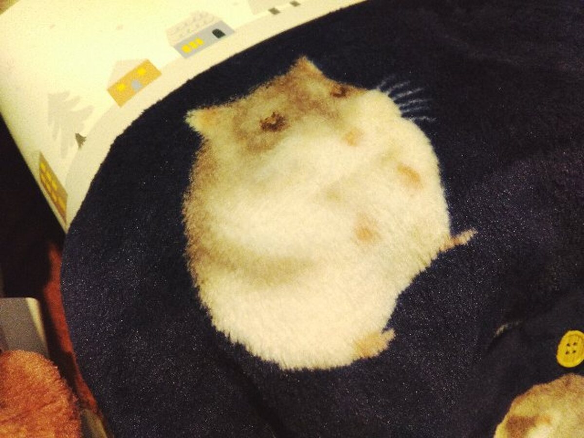 イオン札幌苗穂店