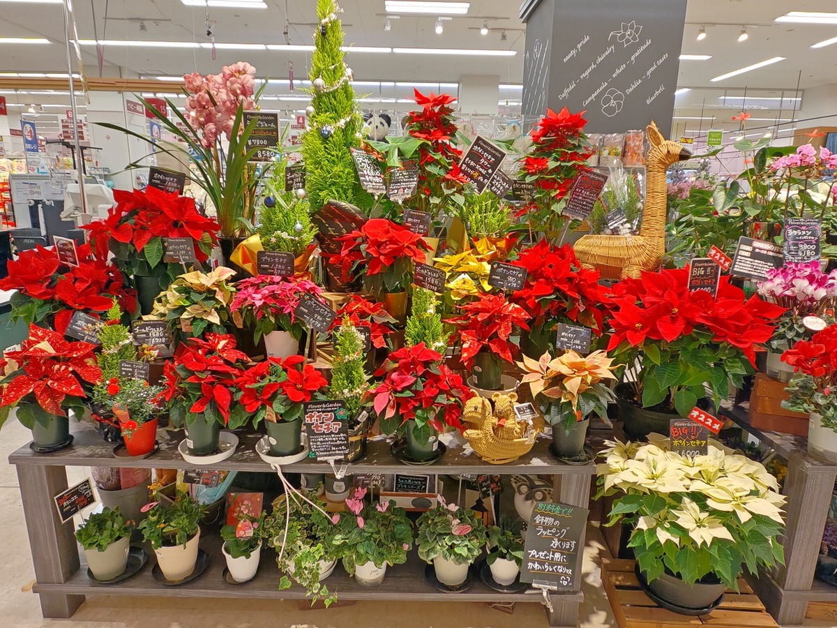 もうすぐクリスマス🎄