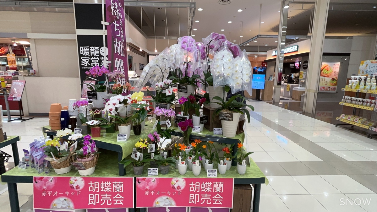 赤平オーキッド 胡蝶蘭即売会のお知らせ