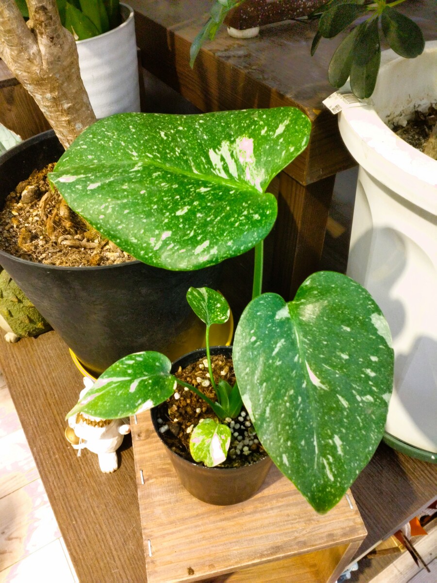 モンステラ・タイコンステレーションが入荷しました!