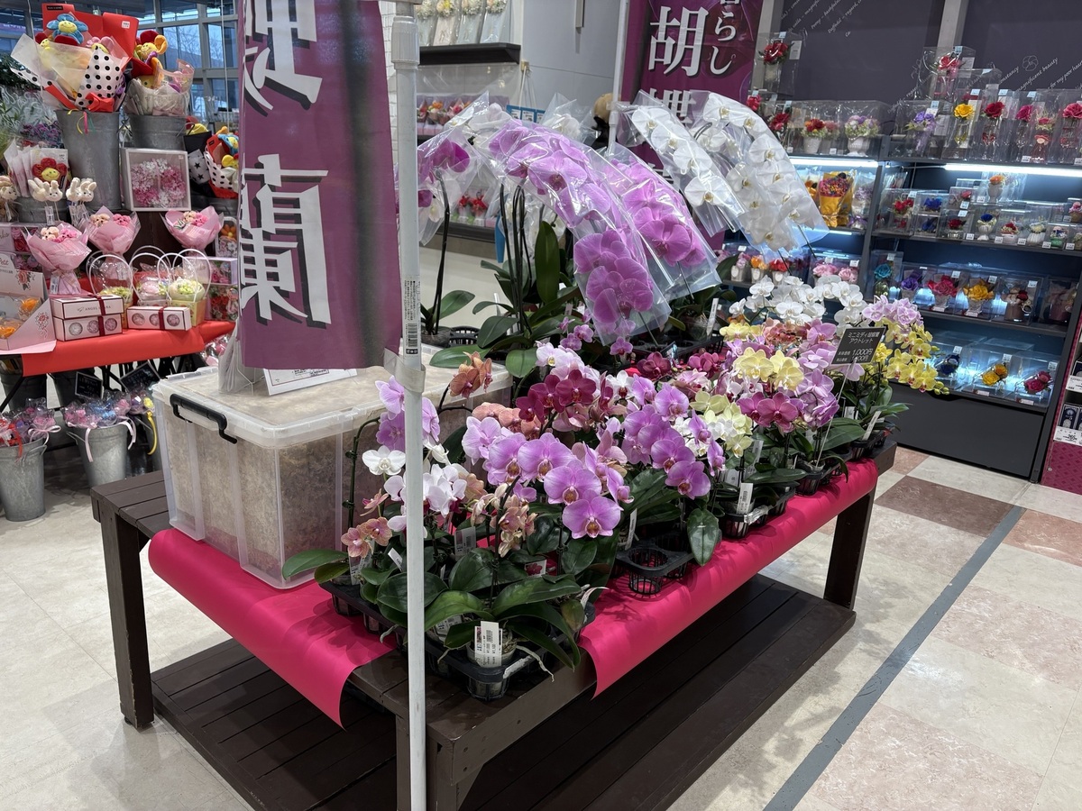 ✿赤平オーキッド・胡蝶蘭即売会のお知らせ✿