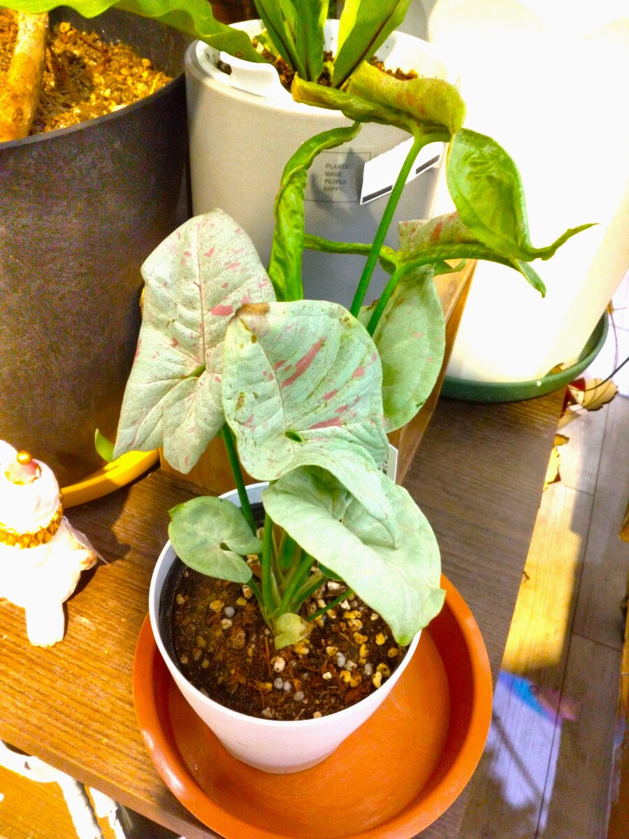 今週入荷の植物のご紹介!