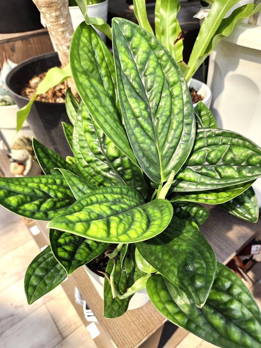 かっこいい植物入荷しました♪