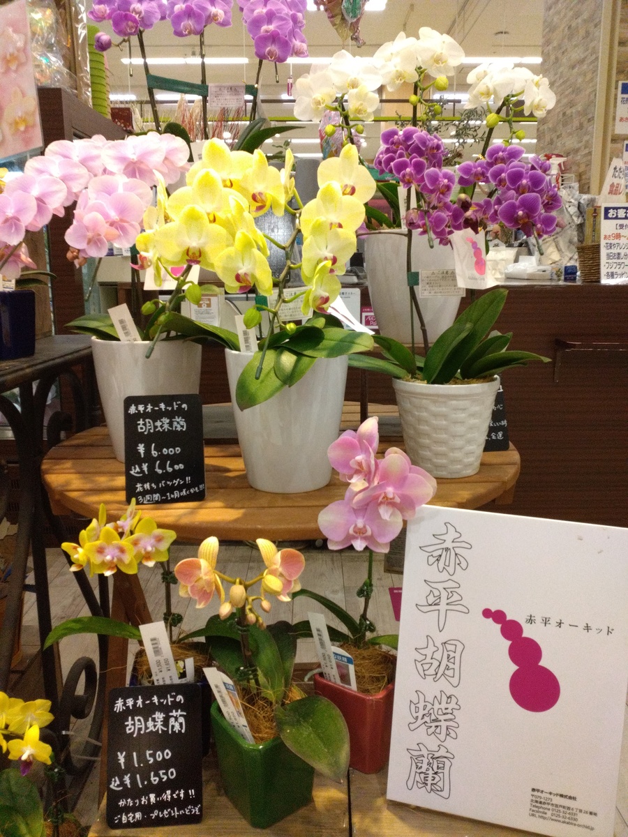 ＼🌸花売場より🌸／　赤平胡蝶蘭　入荷しました♪