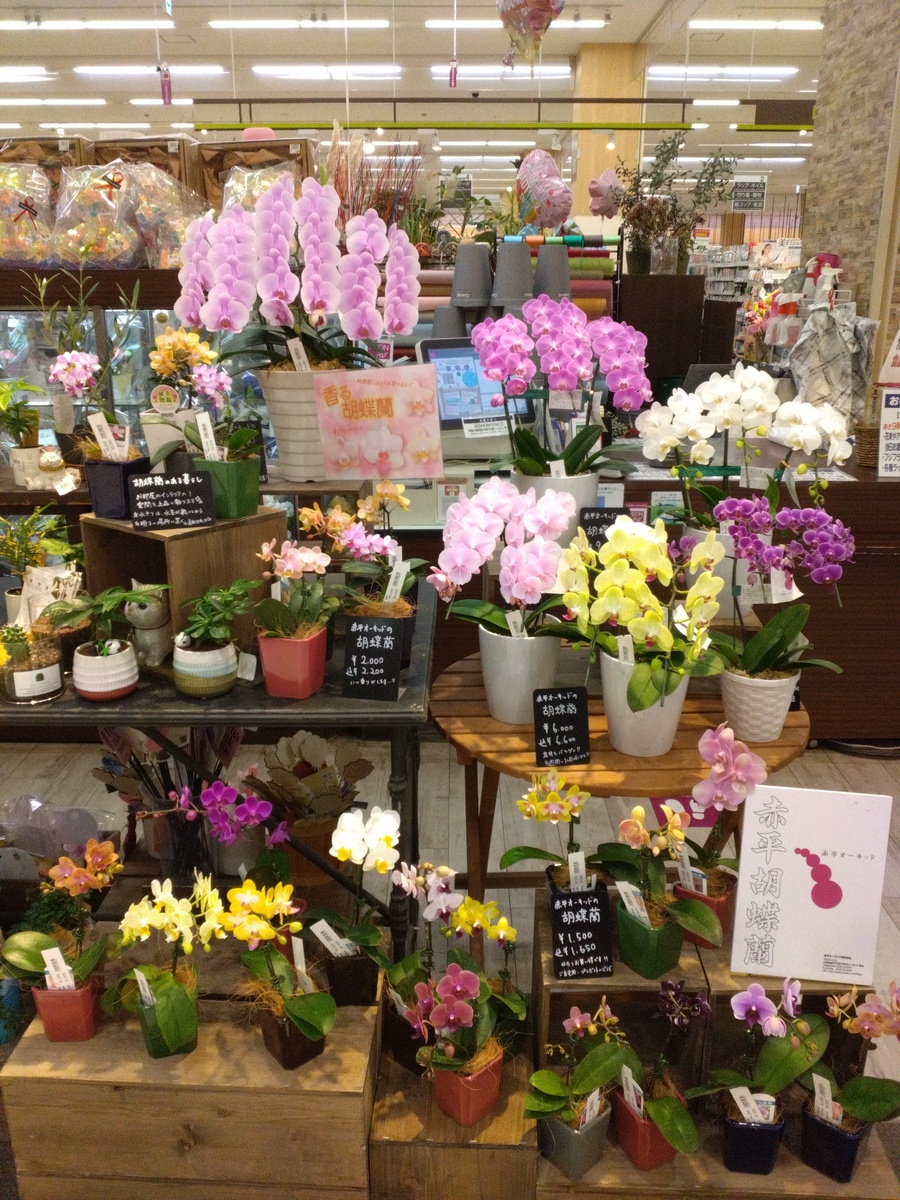 イオン札幌苗穂店