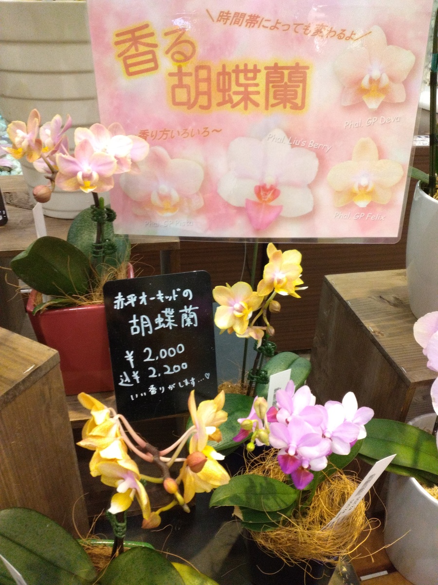 イオン札幌苗穂店